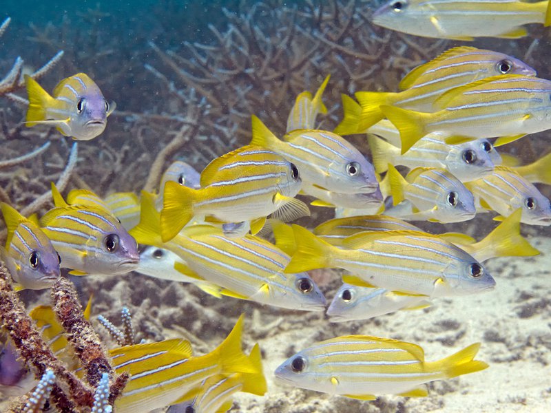 Fusilier, House Reef